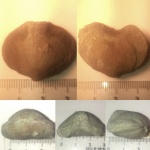Брахиопода Porambonites reticlatus (?) с поселенцами