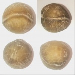 Брахиопода Lycophoria globosa