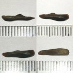 Тритор плакодермы Ptyctodus sp. (нижняя зубная пластинка)