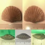 Брахиопода Orthis callactis (?)