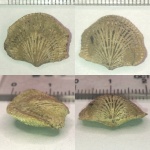 Брахиопода Atrypa sp. (A. uralica?)