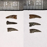 Когтевые фаланги водных черепах Annemys variabilis