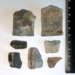 Фрагменты панциря водной черепахи Annemys variabilis