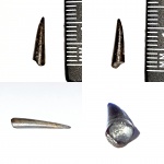Зуб птерозавра семейства Rhamphorhynchidae