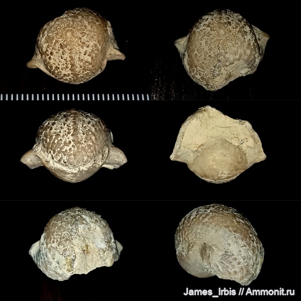 гастроподы, Bellerophon, Euphemites, Gastropoda, Bellerophontidae, гастроподы воронежской области