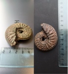 Оксфордский аммонит Amoeboceras