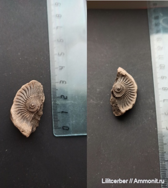 Amoeboceras