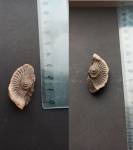 Отпечаток оксфордского аммонита Amoeboceras