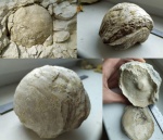 Устрица. Предположительно Ostrea gigantea. Верхний мел Устрица. Предположительно Ostrea gigantea. Верхний мел