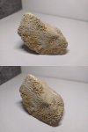 Предположительно коралл Favosites