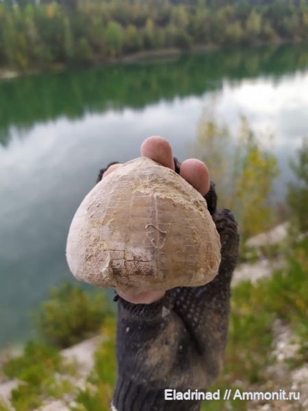 морские ежи, иглокожие, верхний мел, Echinoidea, Echinocorys, Синька