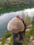 Частично целый ёжик с норкой кольчатого червя Частично целый ёжик с норкой кольчатого червя