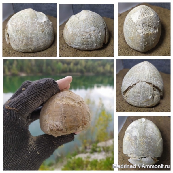 морские ежи, верхний мел, Echinocorys, палеонтология Гродно, Синька