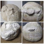 Обрастатели на морском еже