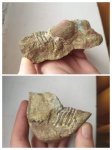 Трилобит. Предположительно Asaphus. Ордовик