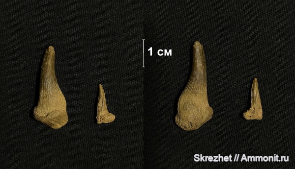 девон, Holoptychius, зубы рыб