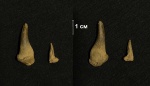Зубы Холоптихия (holoptychius)