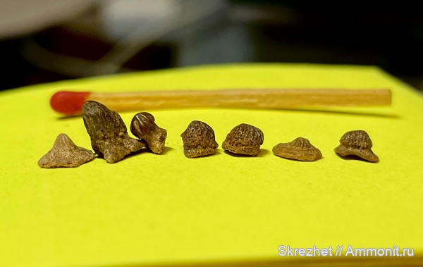 девон, псаммостеиды, Psammosteidae