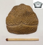 Bothriolepis Prm