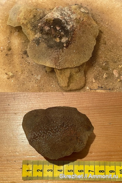 девон, Devonian, Placodermi, Acanthodii, акантоды, Glyptolepis, чешуя рыб, псаммостеиды, Psammosteidae