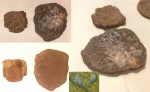 Obruchevia heckeri