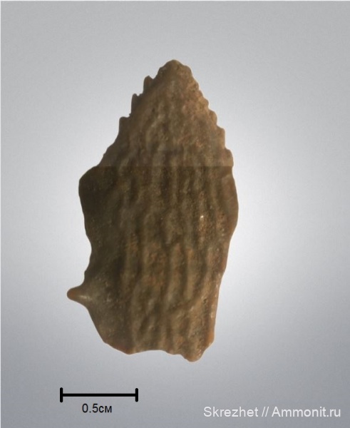 девон, рыбы, Devonian, плакодермы, Placodermi