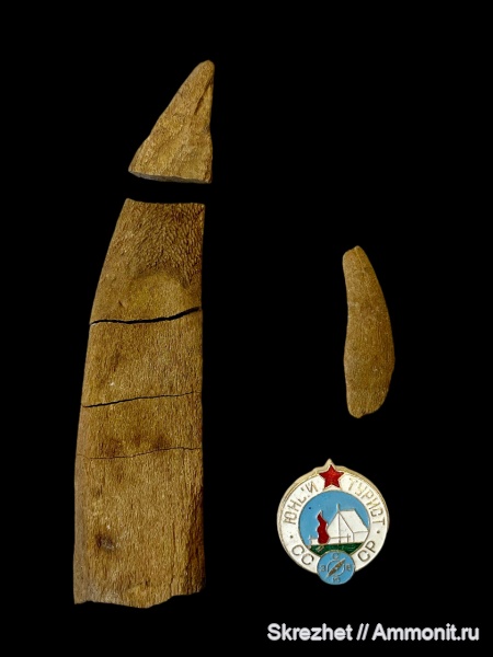 девон, Devonian, Heterostraci, Agnatha, псаммостеиды, Psammosteida
