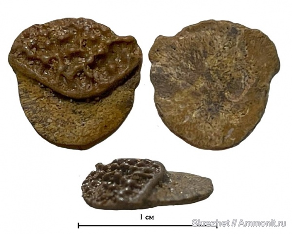 девон, рыбы, Devonian, чешуя