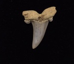Striatolamia macrota