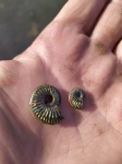 Amoeboceras