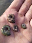 Amoeboceras  и др.