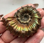 Kosmoceras
