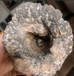 Cephalites (Ortodiscus) cevelitum