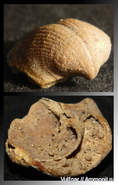брахиоподы, brachiopoda