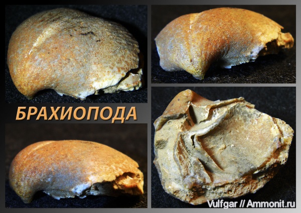 Случайные находки.