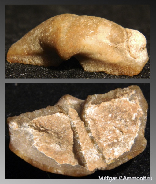 брахиоподы, brachiopoda