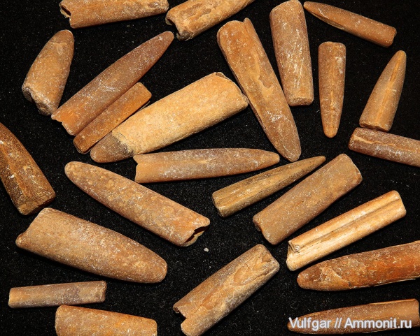 белемниты, Belemnitida, belemnites