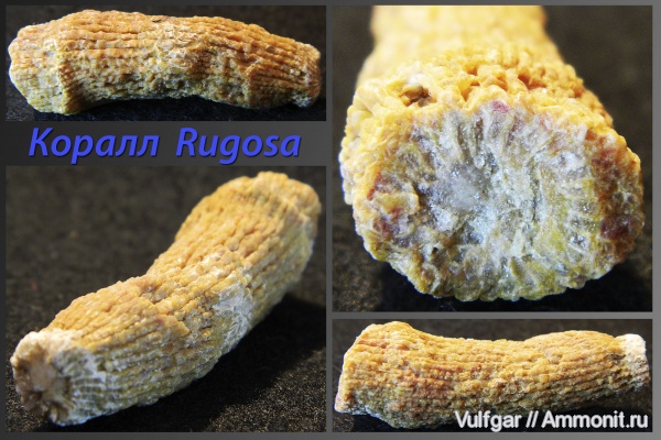 ругозы, Rugosa