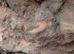 Лингула? (4)