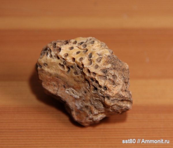 Syringopora, tabulatoidea