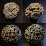 Labyrintolites sp. и ???