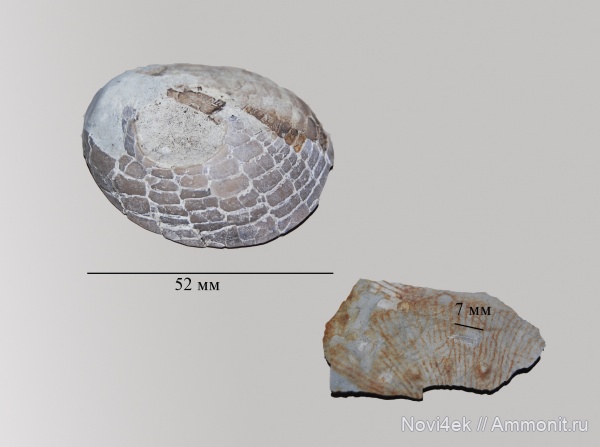 морские ежи, мел, мезозойская эра, верхний мел, Саратовская область, иглы морских ежей, кампан