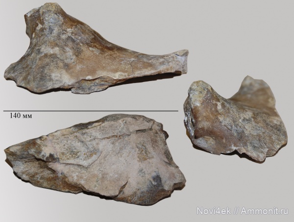 рептилии, мел, мозазавры, Саратовская область, кампан, Mosasaurus, Mosasauridae, Рыбушка, лопаточная кость