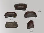 Coelodus ??