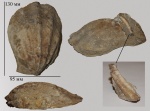 Ctenostreon proboscideum