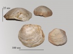Pycnodonte praesinzowi (Arkh.)