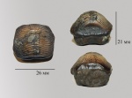 Ptychodus