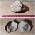 Грифея (Gryphaea)
