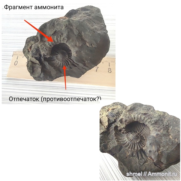 аммониты