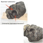 Аммонит
